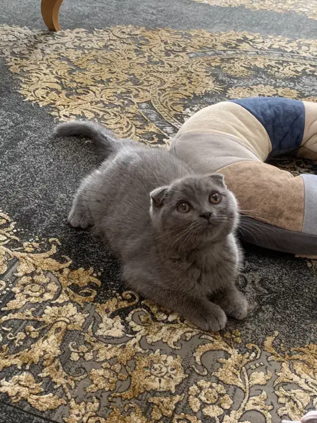 گربه اسکاتیش فولد (بلو)اصیل|گربه|شیراز, شهرک گلستان|دیوار