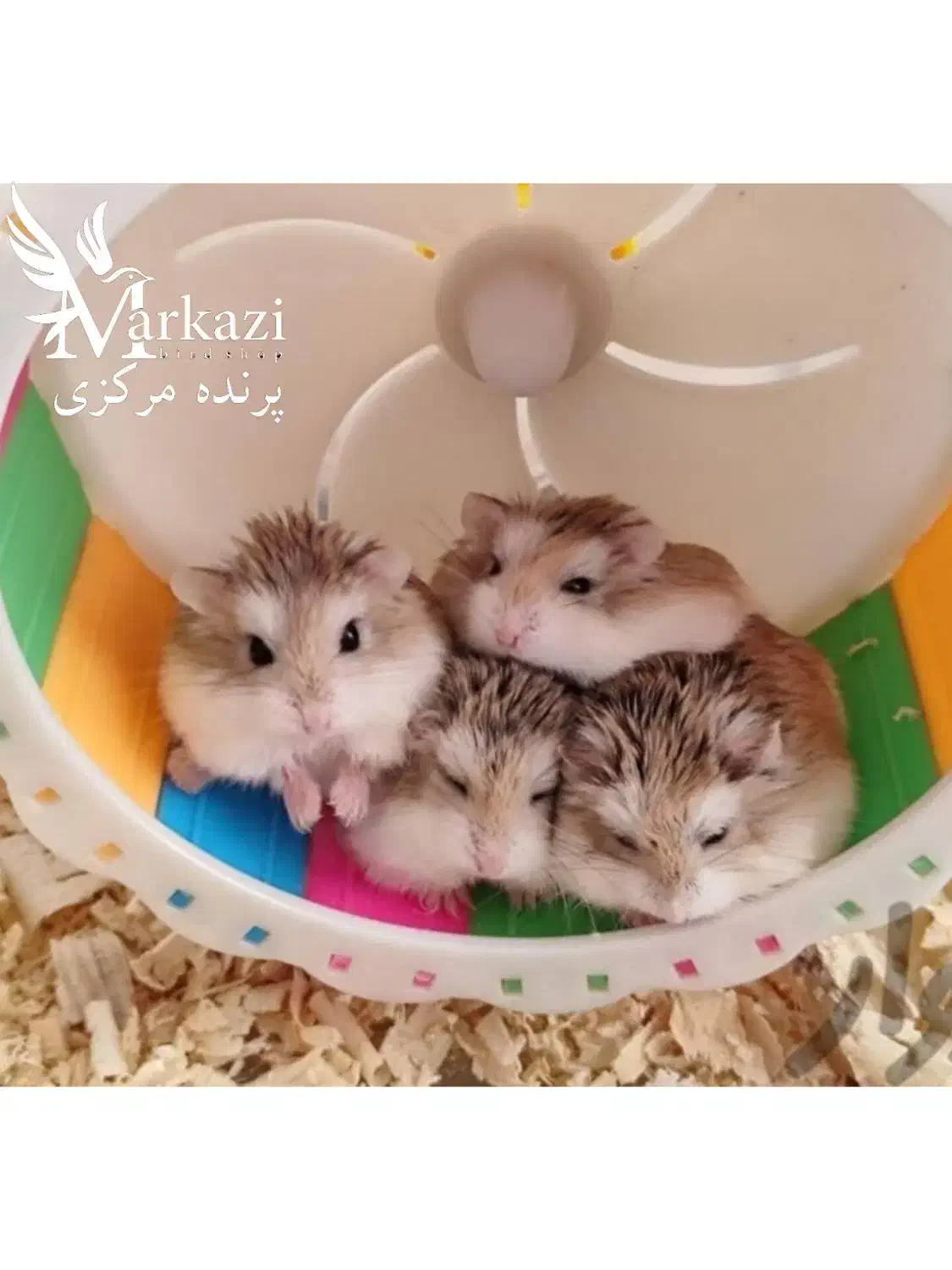 همستر مینیاتوری|موش و خرگوش|بندرعباس, |دیوار