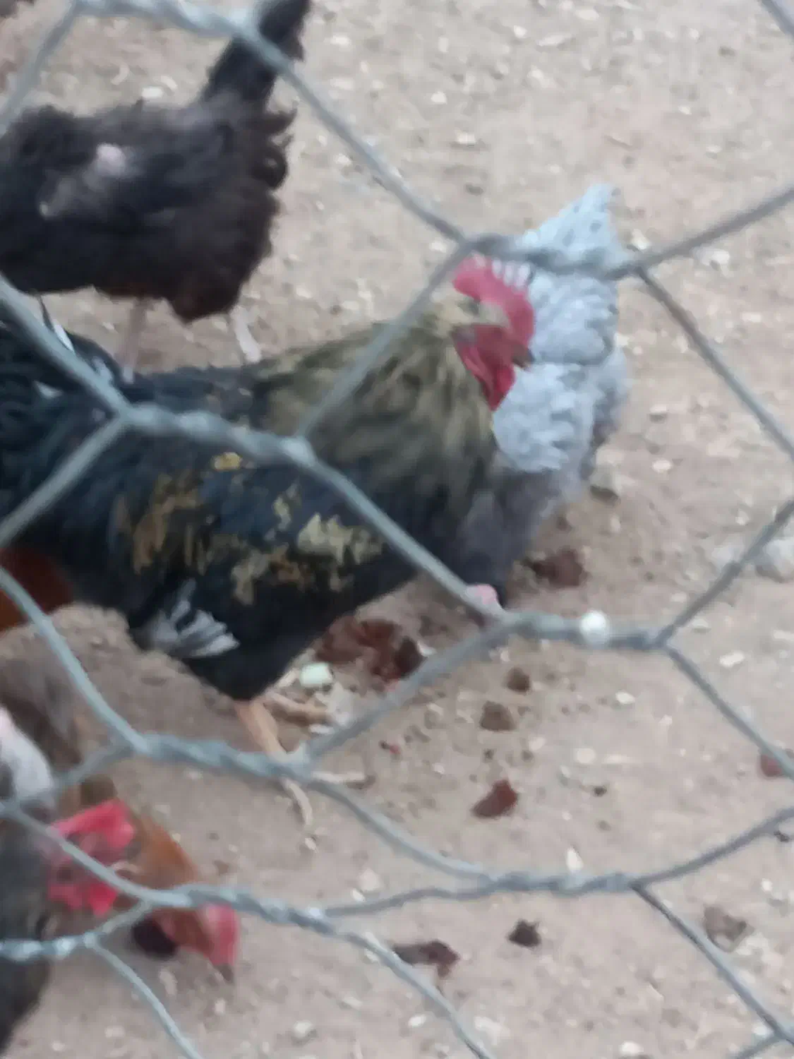 خروس سیاه|حیوانات مزرعه|آشتیان, |دیوار