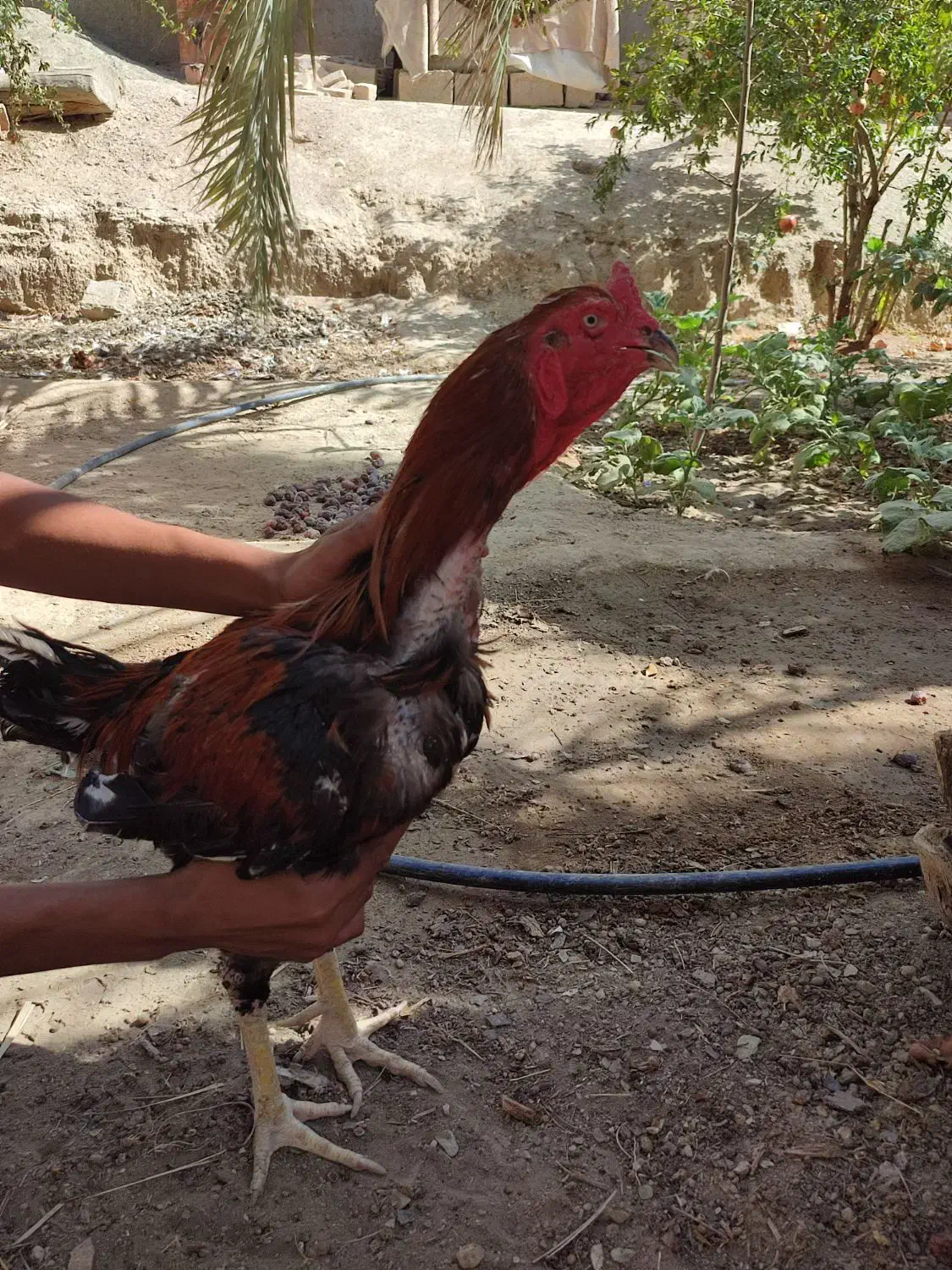 مرغ خروس|حیوانات مزرعه|سراوان, |دیوار