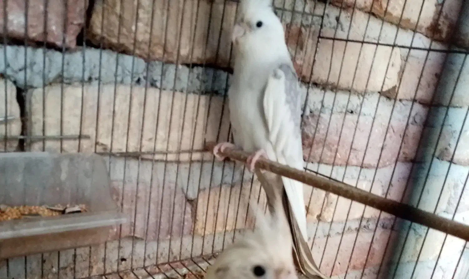 فروش عروس هلندی|پرنده|قائمشهر, |دیوار