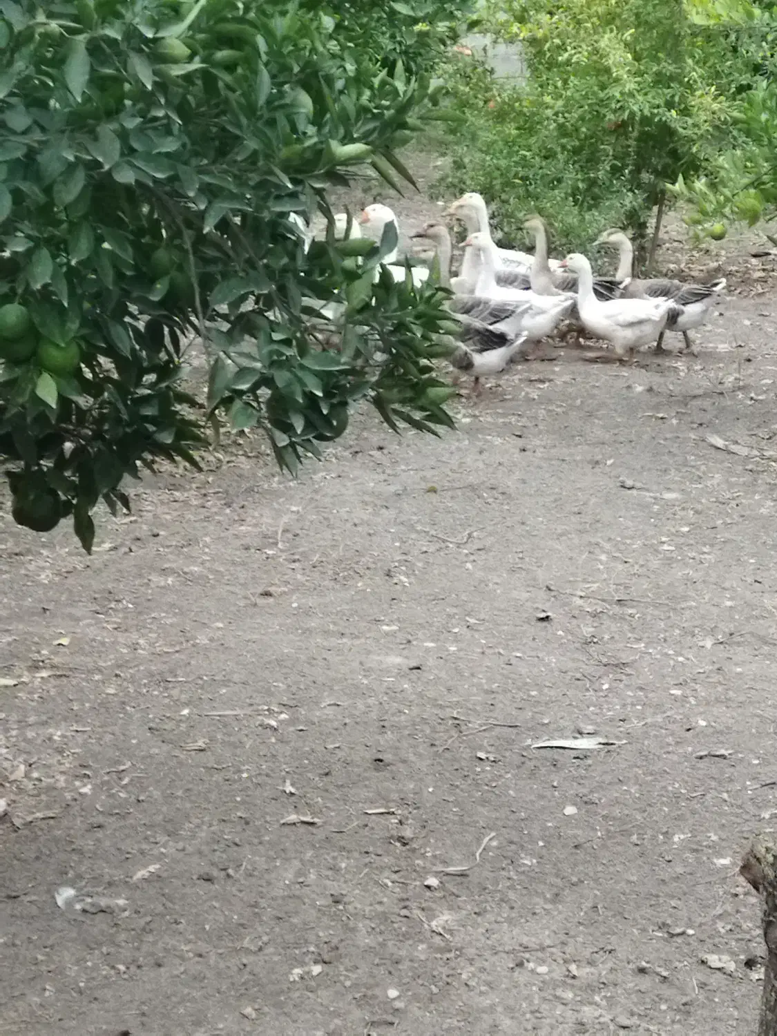 فروش غاز|حیوانات مزرعه|بهشهر, |دیوار