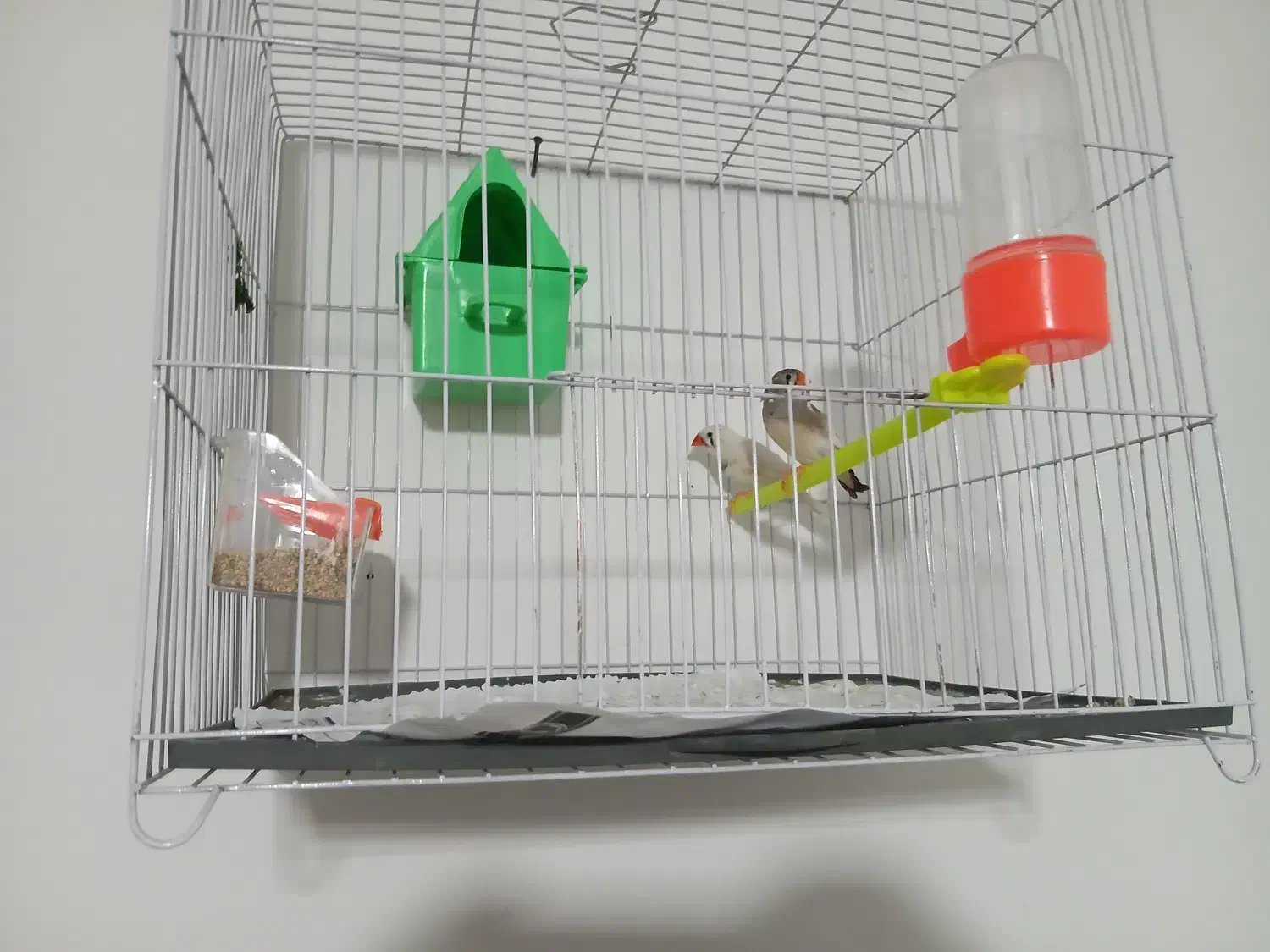 فنچ نرگسی|پرنده|مشهد, نوده|دیوار