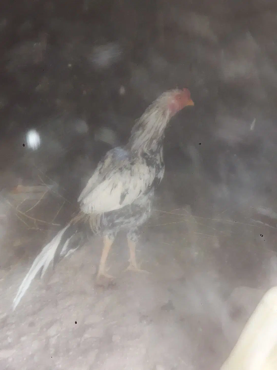 خروس فروشی میانوالی|حیوانات مزرعه|سراوان, |دیوار