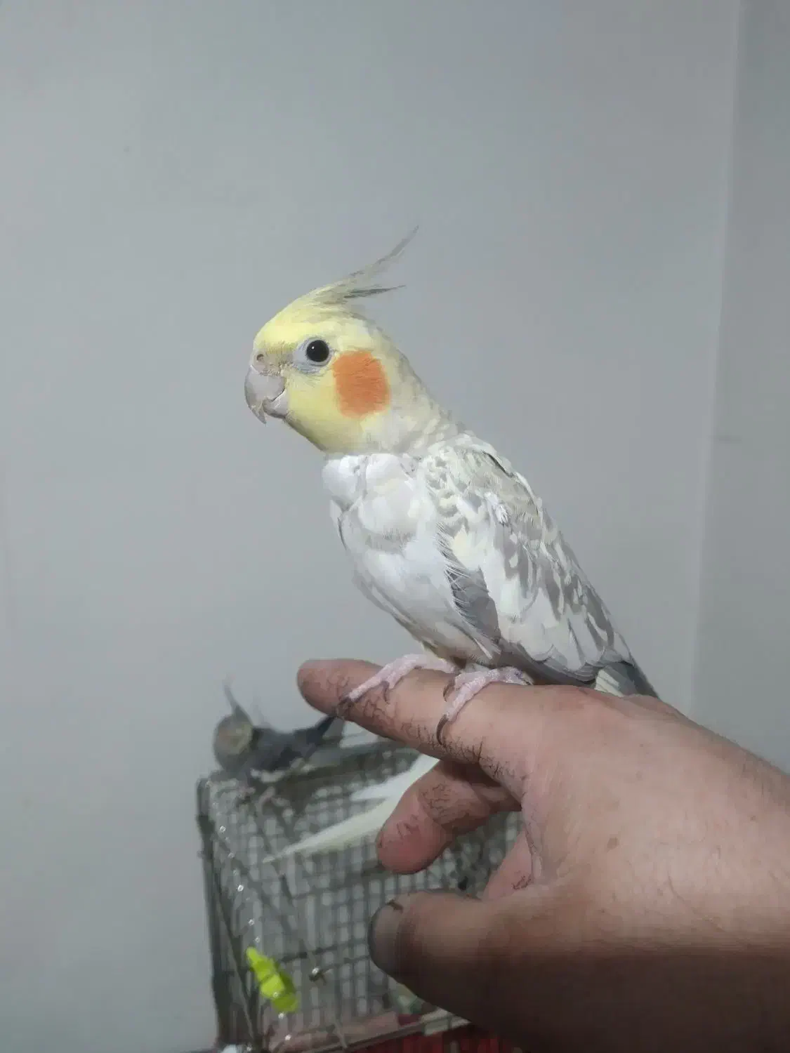 عروس هلندی ۲عدد ماده  مولد یک عدد جوجه نر|پرنده|محمدشهر, ولدآباد|دیوار