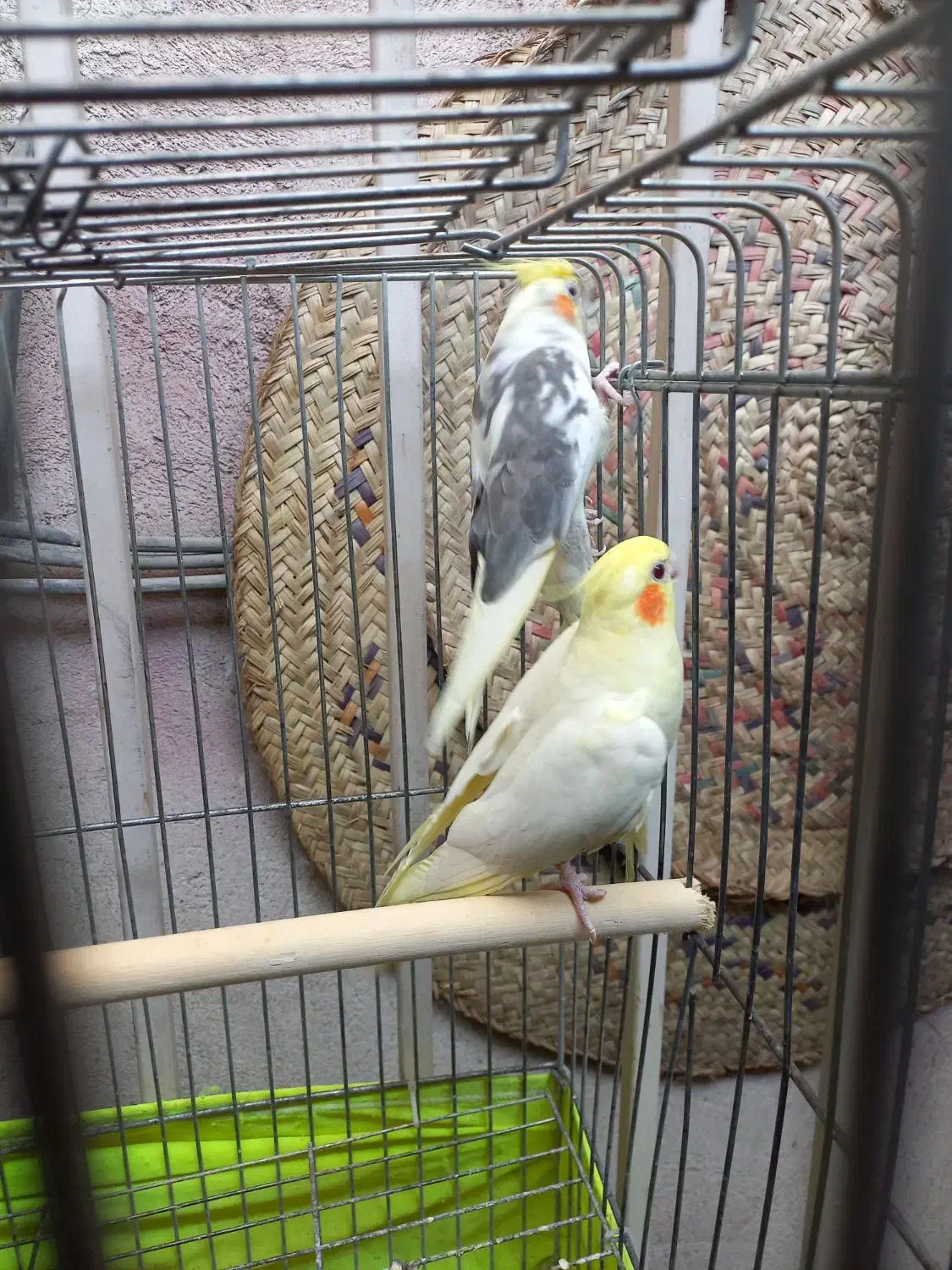 عروس هلندی|پرنده|تهران, صادقیه|دیوار