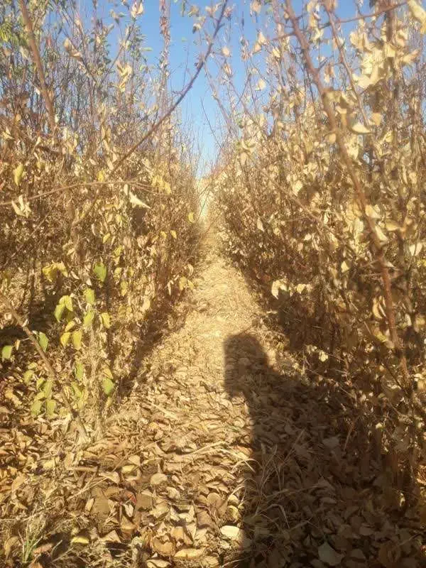 انواع نهال اصلاح شده|خدمات باغبانی و درختکاری|اراک, |دیوار