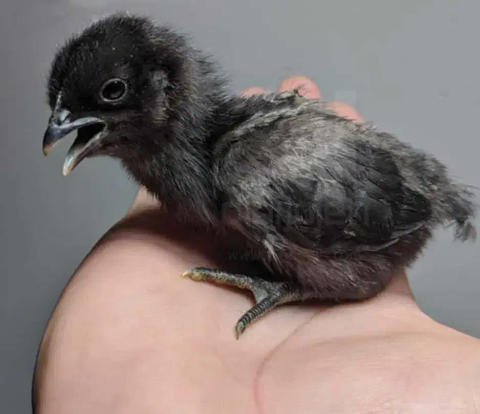 تخم مرغ و خروس ایام سمانی ضمانتی|حیوانات مزرعه|تهران, فرحزاد|دیوار