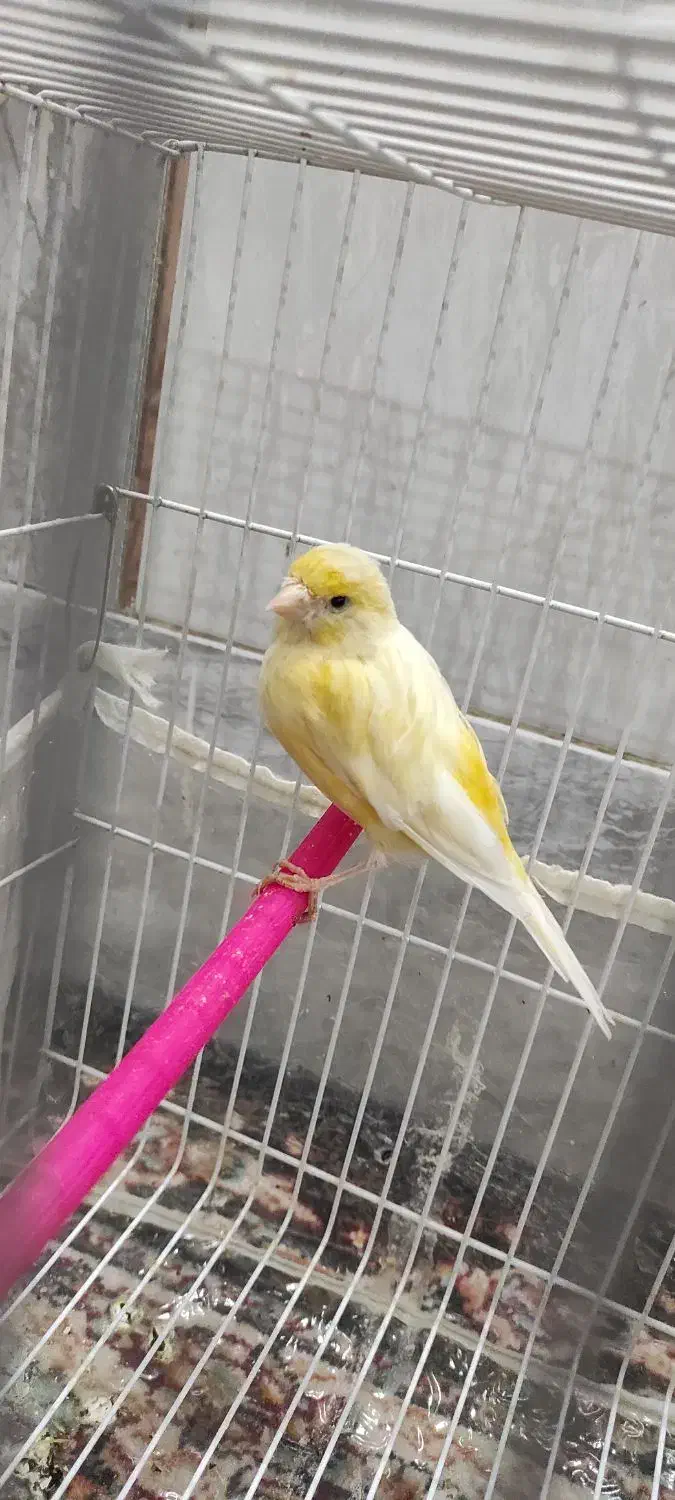 جفت قناری نر و ماده|پرنده|زاهدان, |دیوار