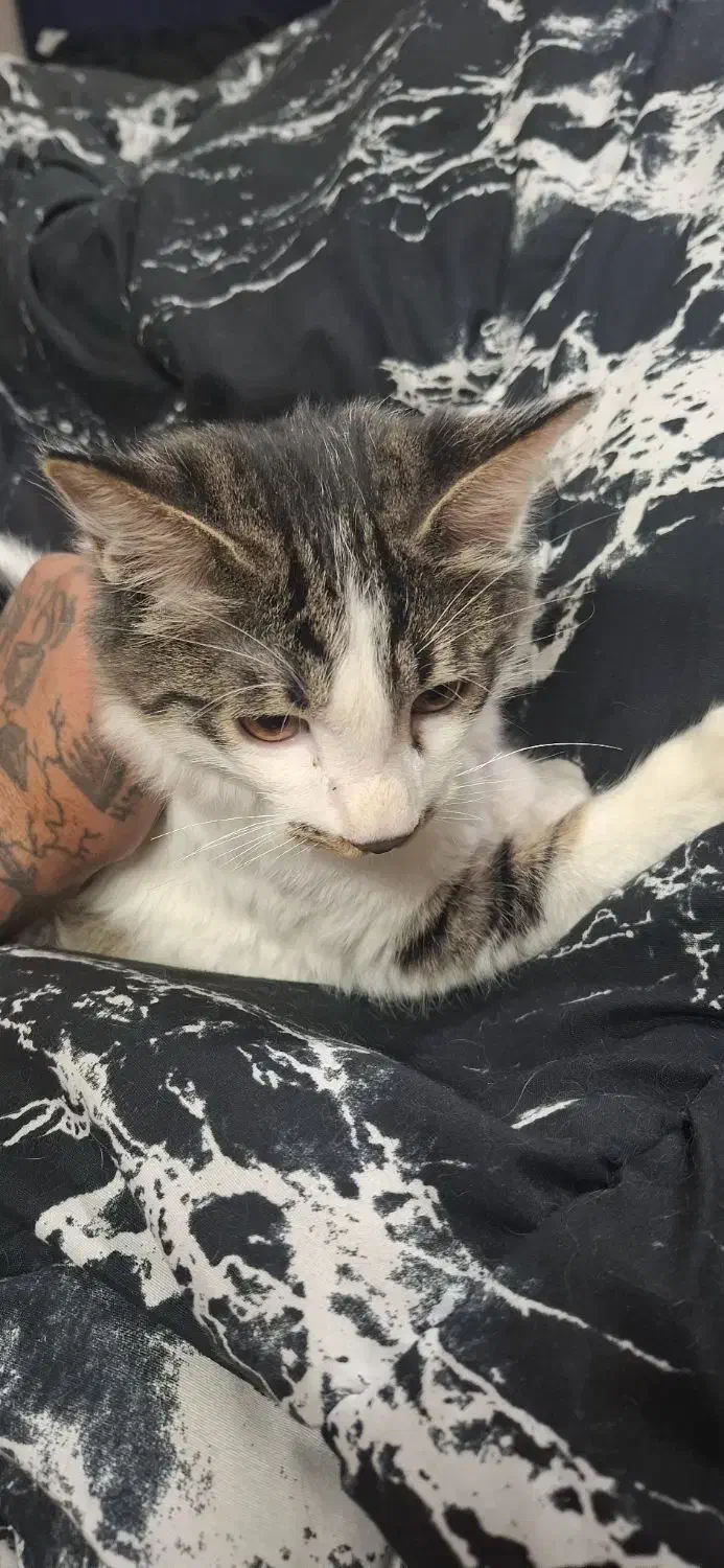 بچه گربه|گربه|چهارباغ, |دیوار