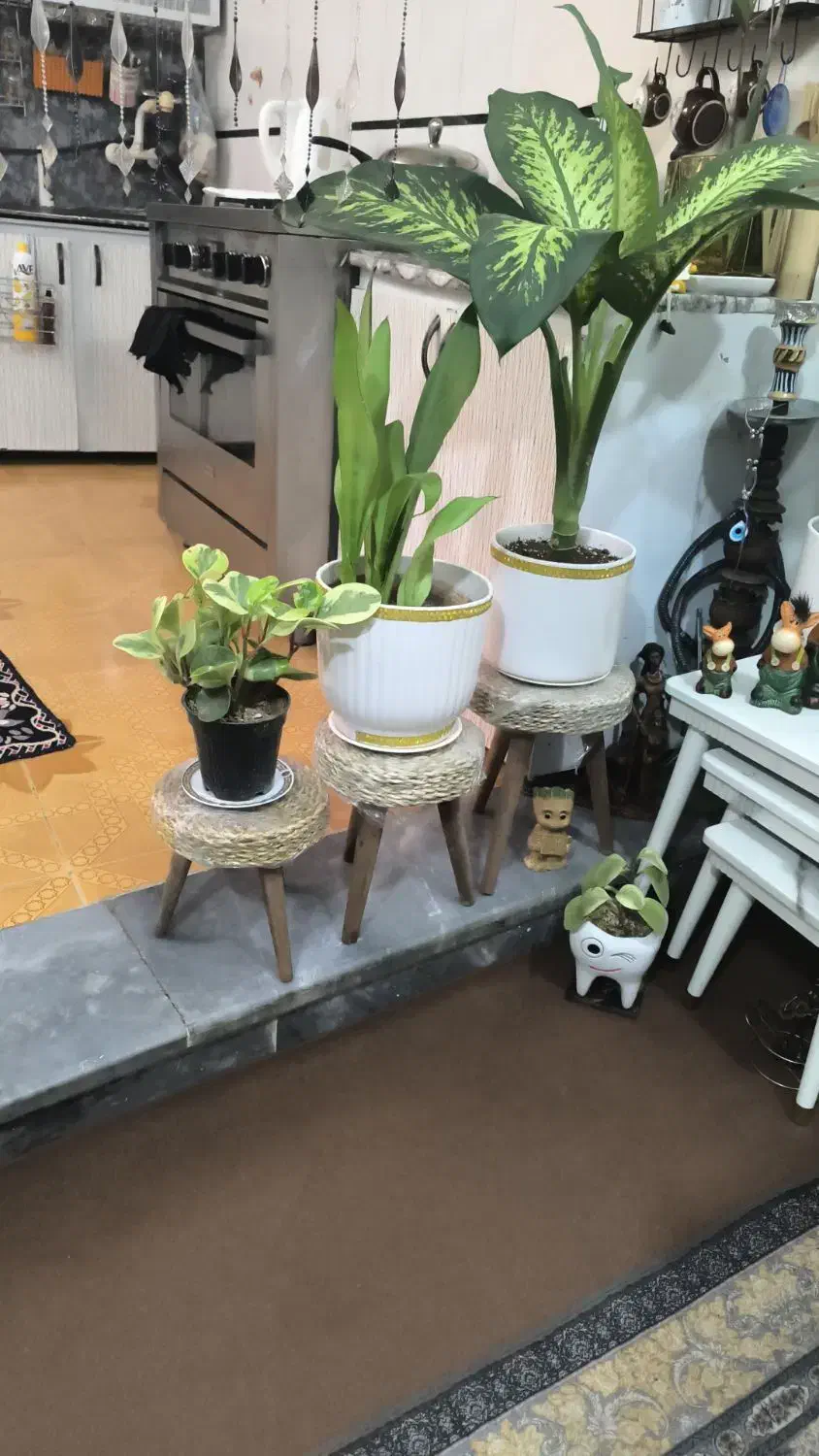 گیاهان سر حال|گل و گیاه طبیعی|شوش, |دیوار