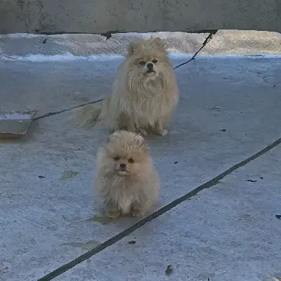 پامر خرسی ماده|سگ|سبزوار, چهارراه فرودگاه|دیوار