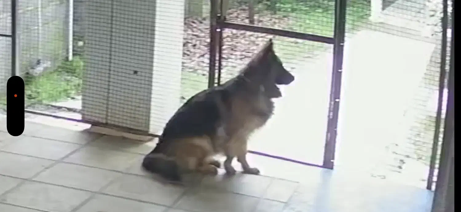 سگ ژرمن ماده گمشده|حیوانات|شیرگاه, |دیوار