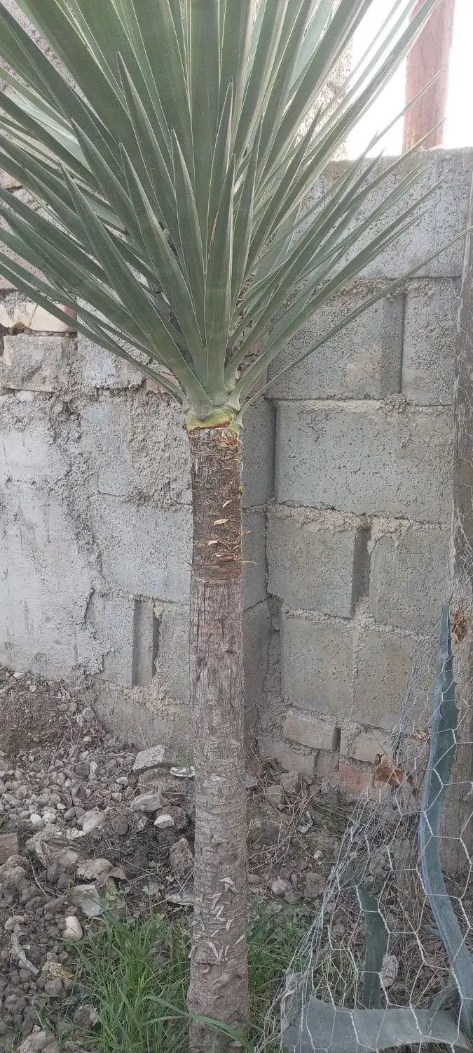 گل وگیاه از نوع یوکا|حراج|گنبد کاووس, |دیوار