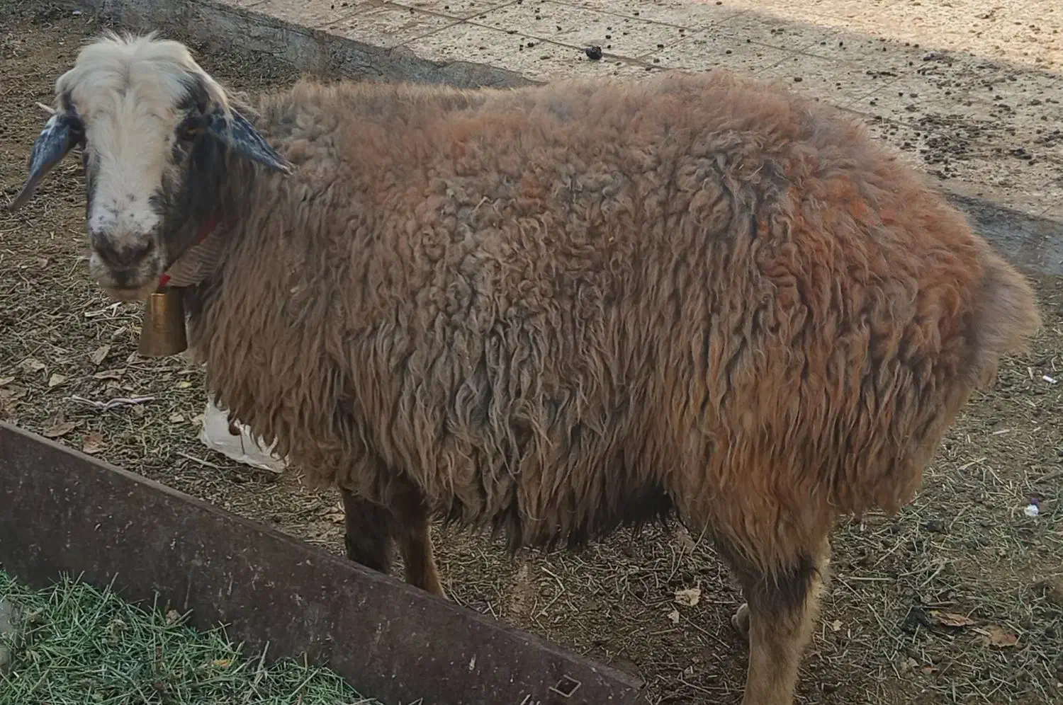 میش|حیوانات مزرعه|خمینی‌شهر, |دیوار