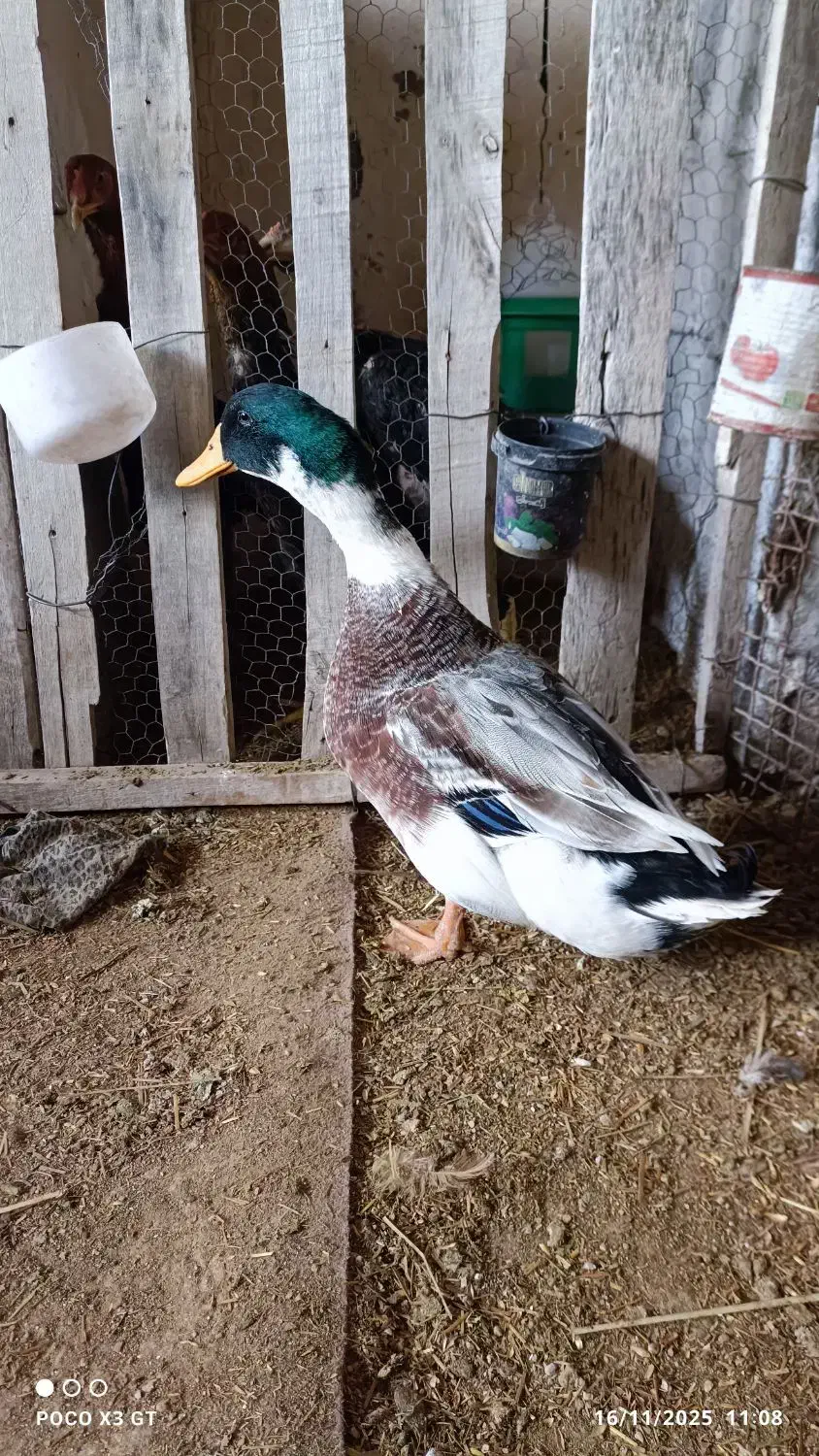 اردک روئن فرانسوی|حیوانات مزرعه|برازجان, |دیوار