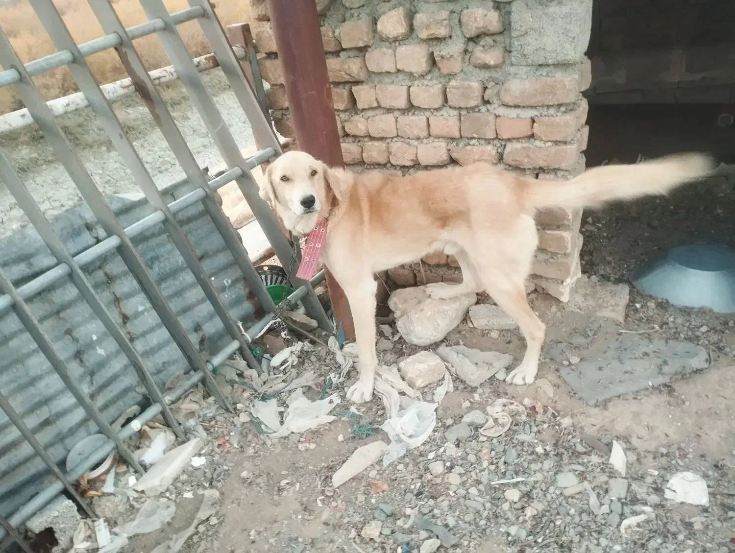 سگ گله ای|سگ|کرمانشاه, |دیوار