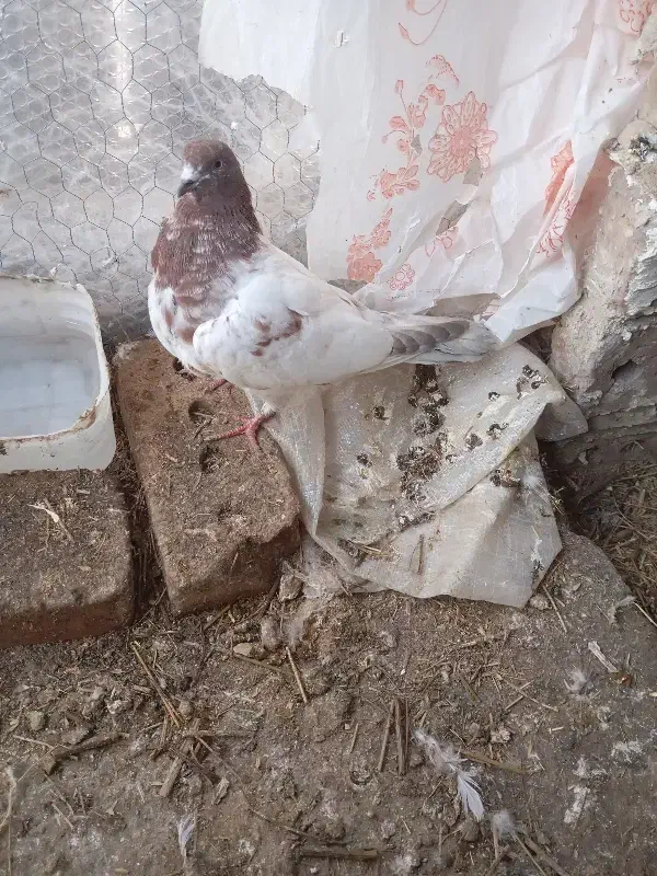 کبوتر|پرنده|مرند, |دیوار