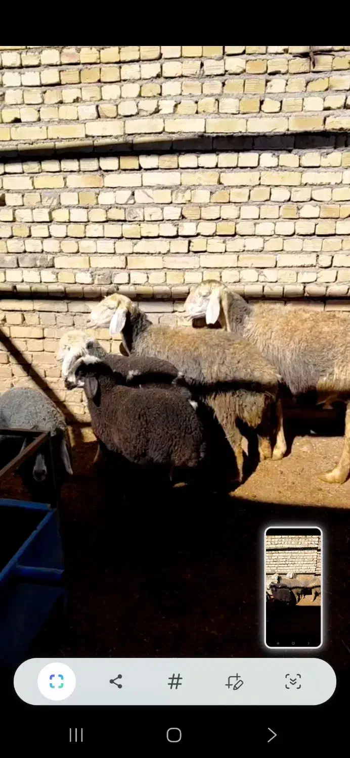 شیشک میش|حیوانات مزرعه|قزوین, |دیوار