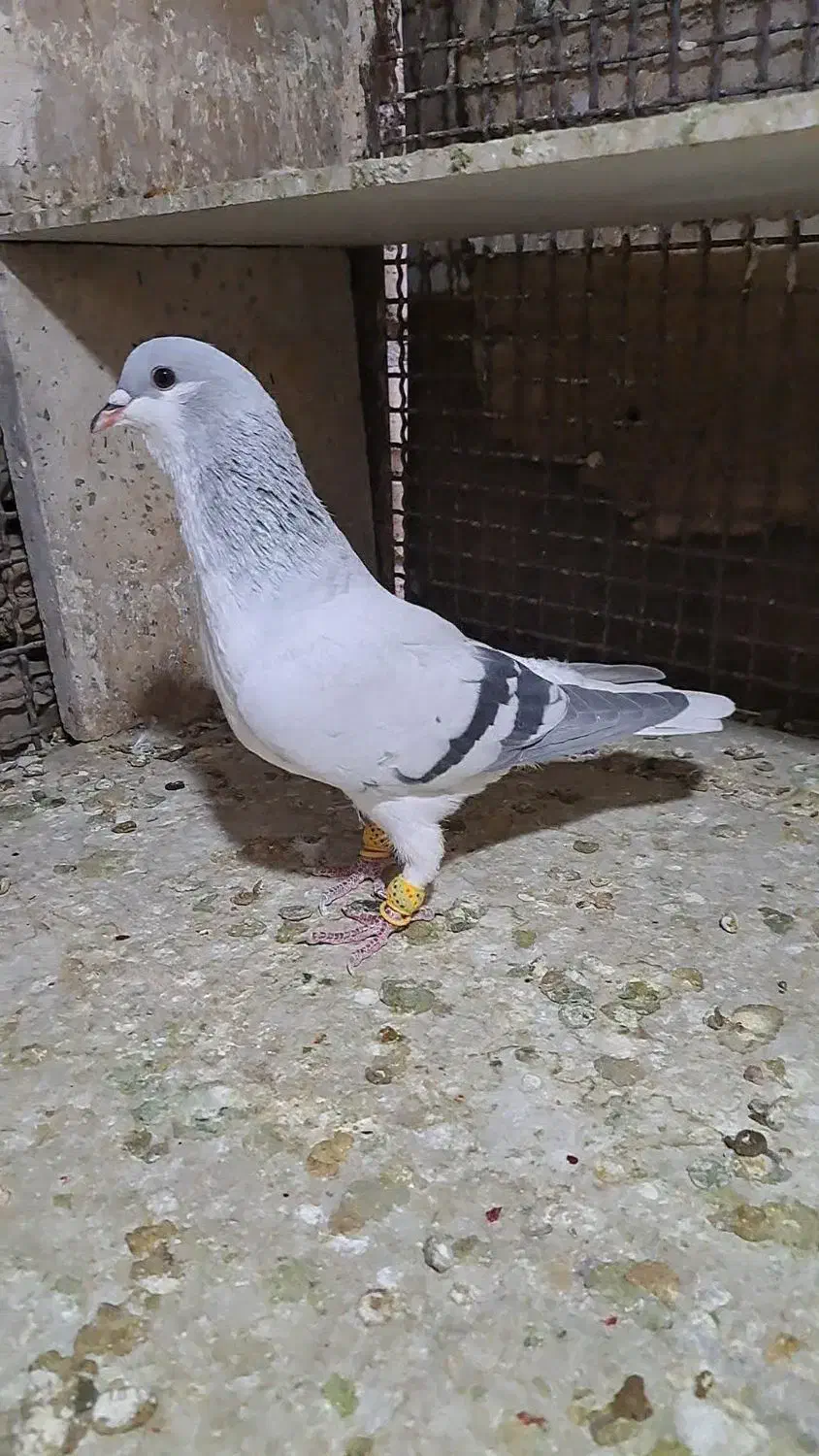 بدرنگ|پرنده|قزوین, |دیوار