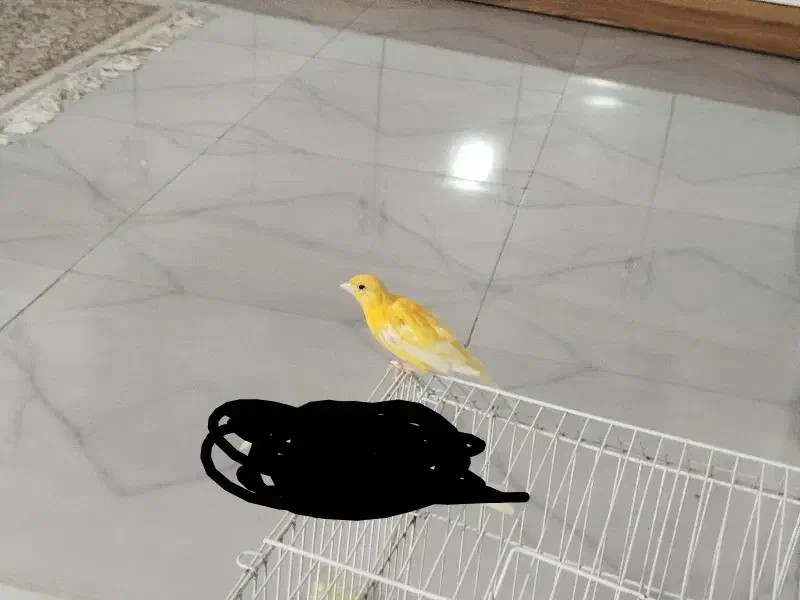 قناری نر|پرنده|اردبیل, |دیوار