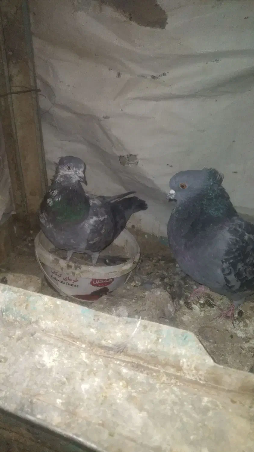 کبوتر|پرنده|کرباسک, |دیوار