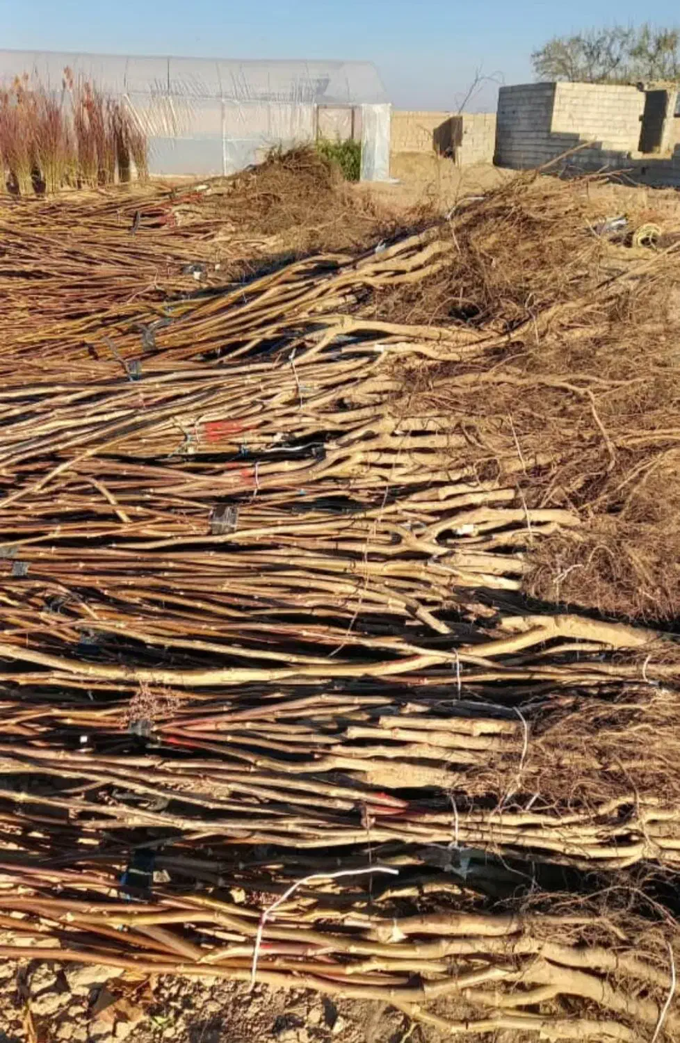 نهالستان فروش نهال دیرگل و مقاوم به سرما تضمینی|خدمات باغبانی و درختکاری|پیرانشهر, |دیوار