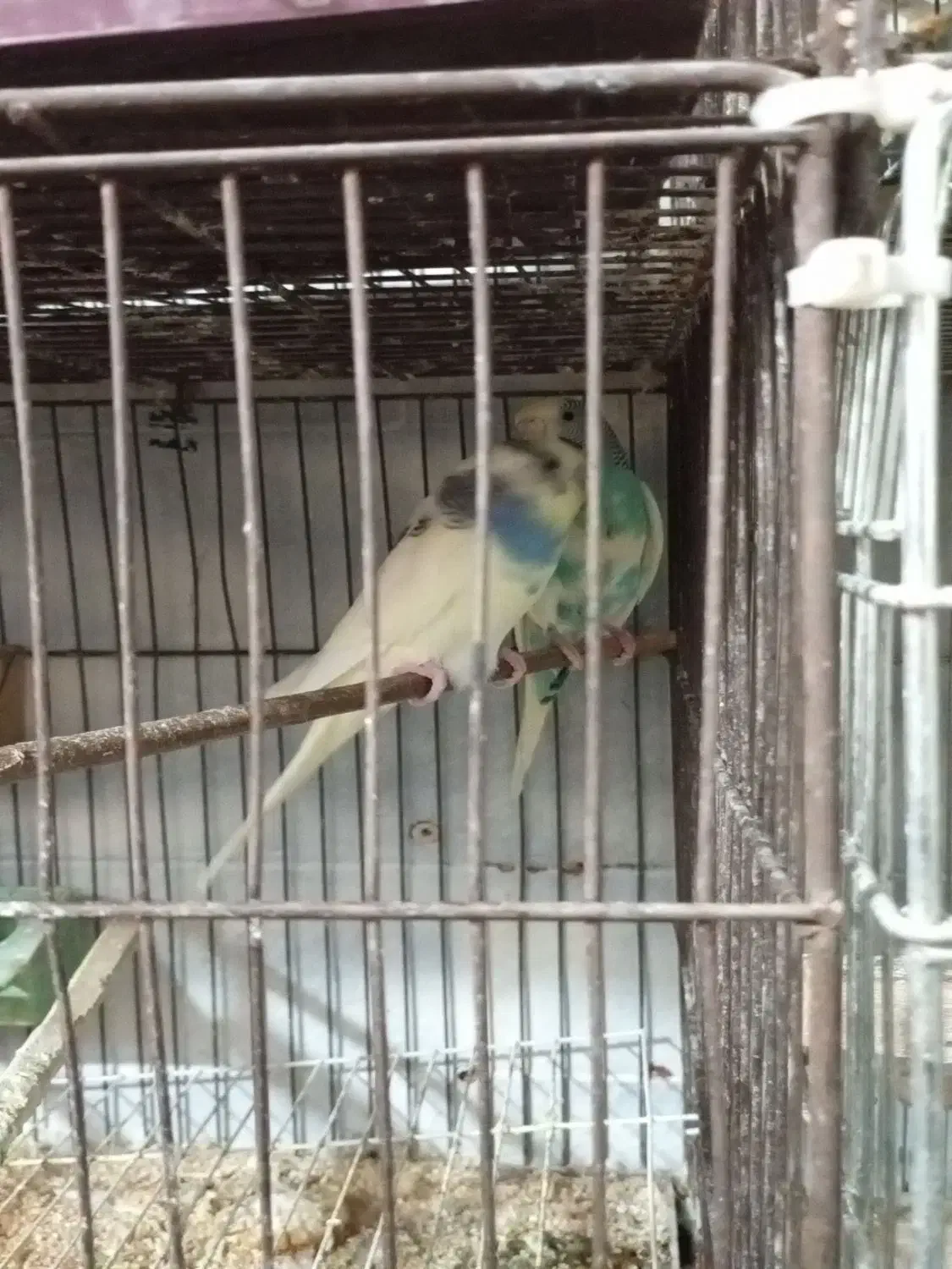 پرنده سرای طلایی|پرنده|رشت, آب و برق|دیوار