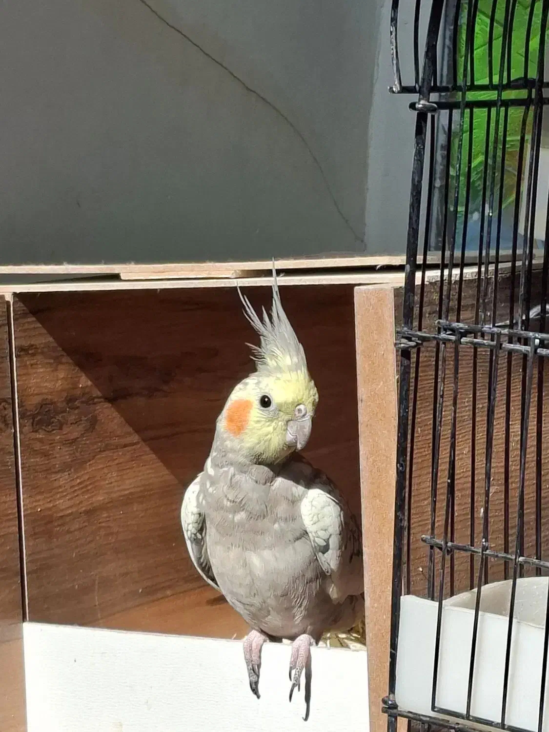 عروس هلندی گمشده|حیوانات|قم, لبچال|دیوار