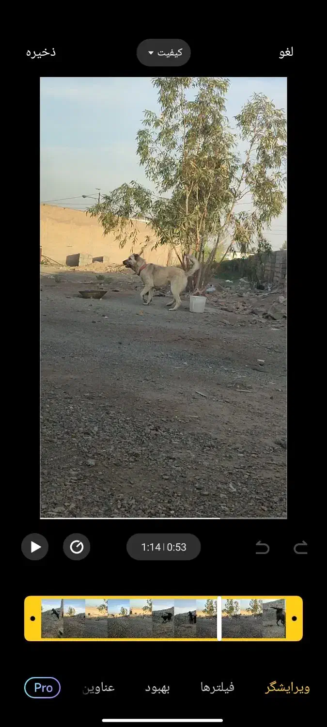 ماده سگ سرابی|سگ|رباط‌کریم, رباط‌کریم|دیوار