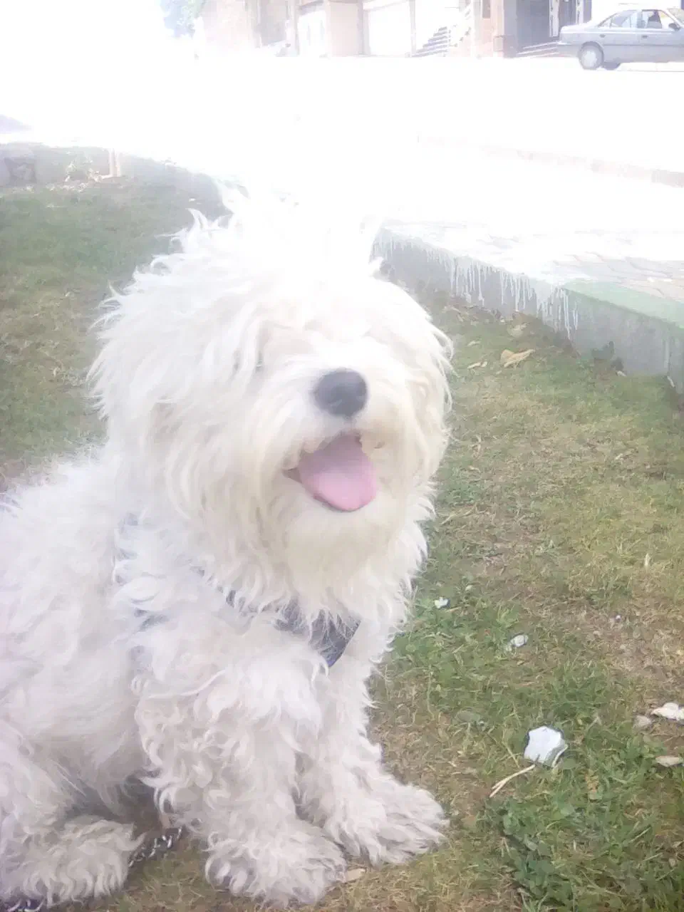 دو عدد سگ گم شده|حیوانات|ارومیه, |دیوار