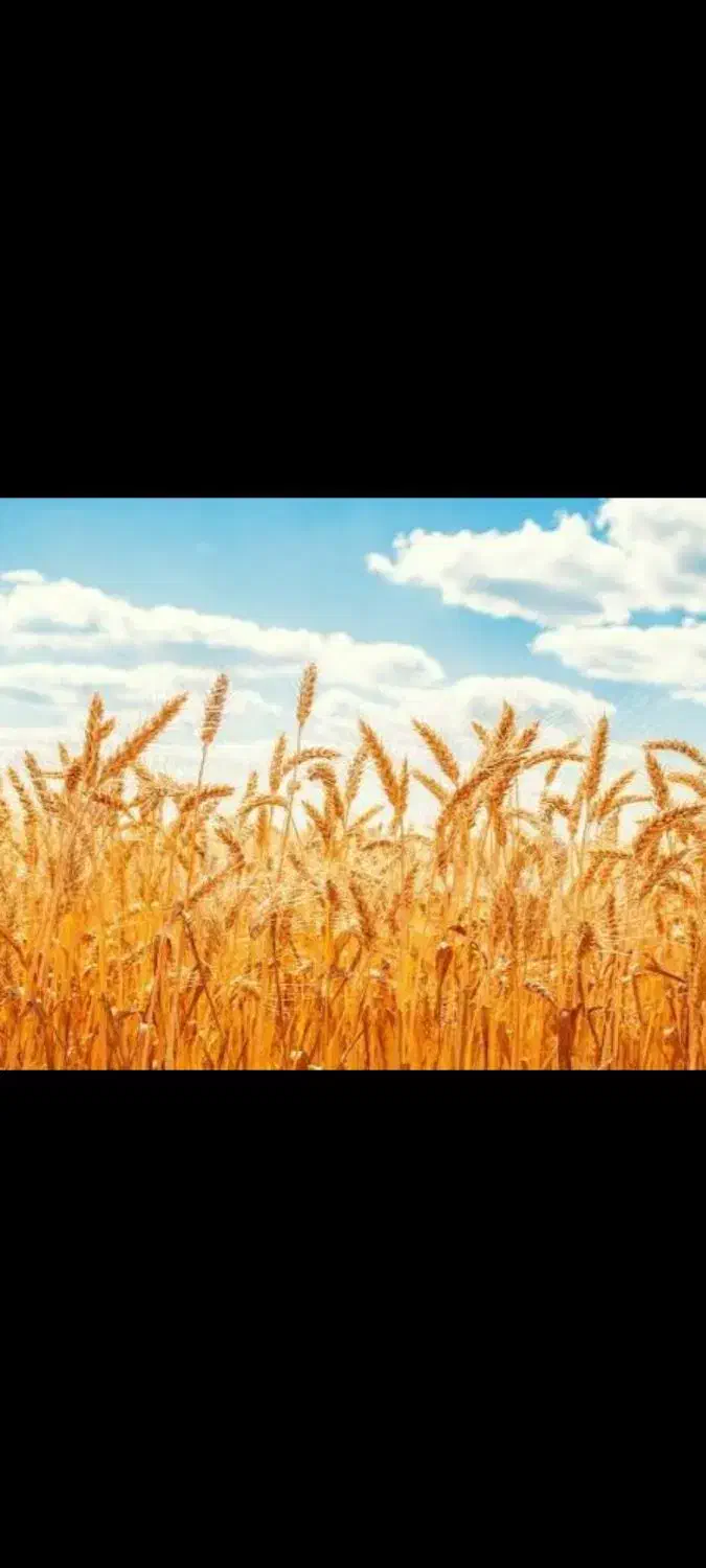 گندم بزری|عمده‌فروشی|سنقر, |دیوار