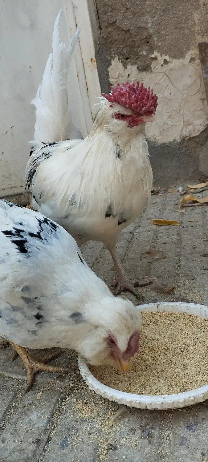 تخم مرغ نطفه دار گلین|حیوانات مزرعه|تویسرکان, |دیوار