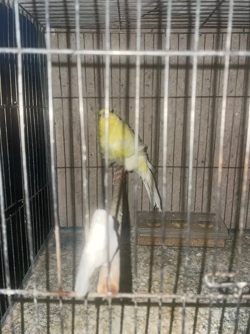 قناری فر نر|پرنده|تفت, |دیوار