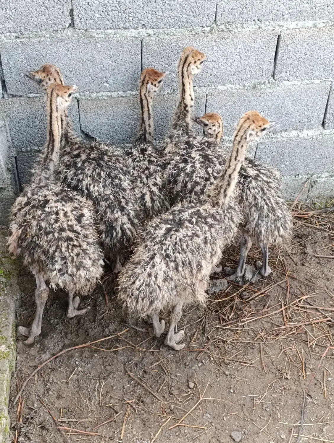 جوجه شترمرغ|حیوانات مزرعه|لاهیجان, طالقانی|دیوار