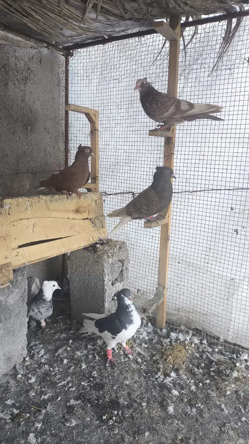 پرنده|پرنده|برازجان, |دیوار