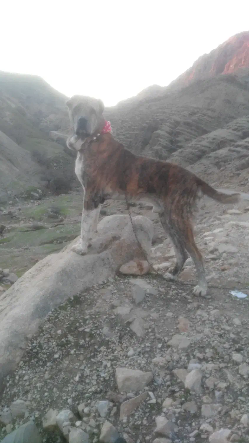 سرابی|حیوانات|ایذه, |دیوار