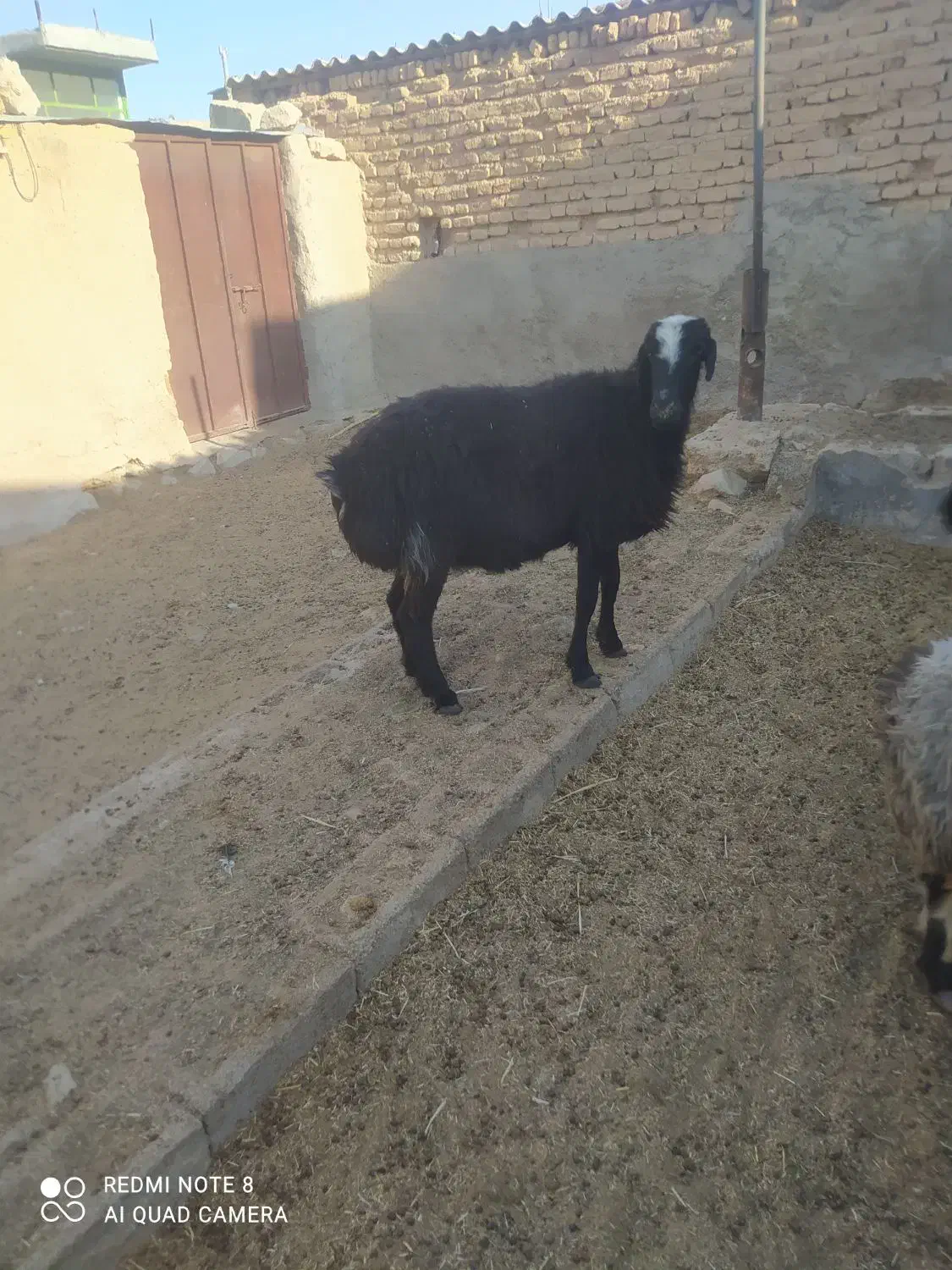 گوسفند|حیوانات مزرعه|رحمتآباد, |دیوار