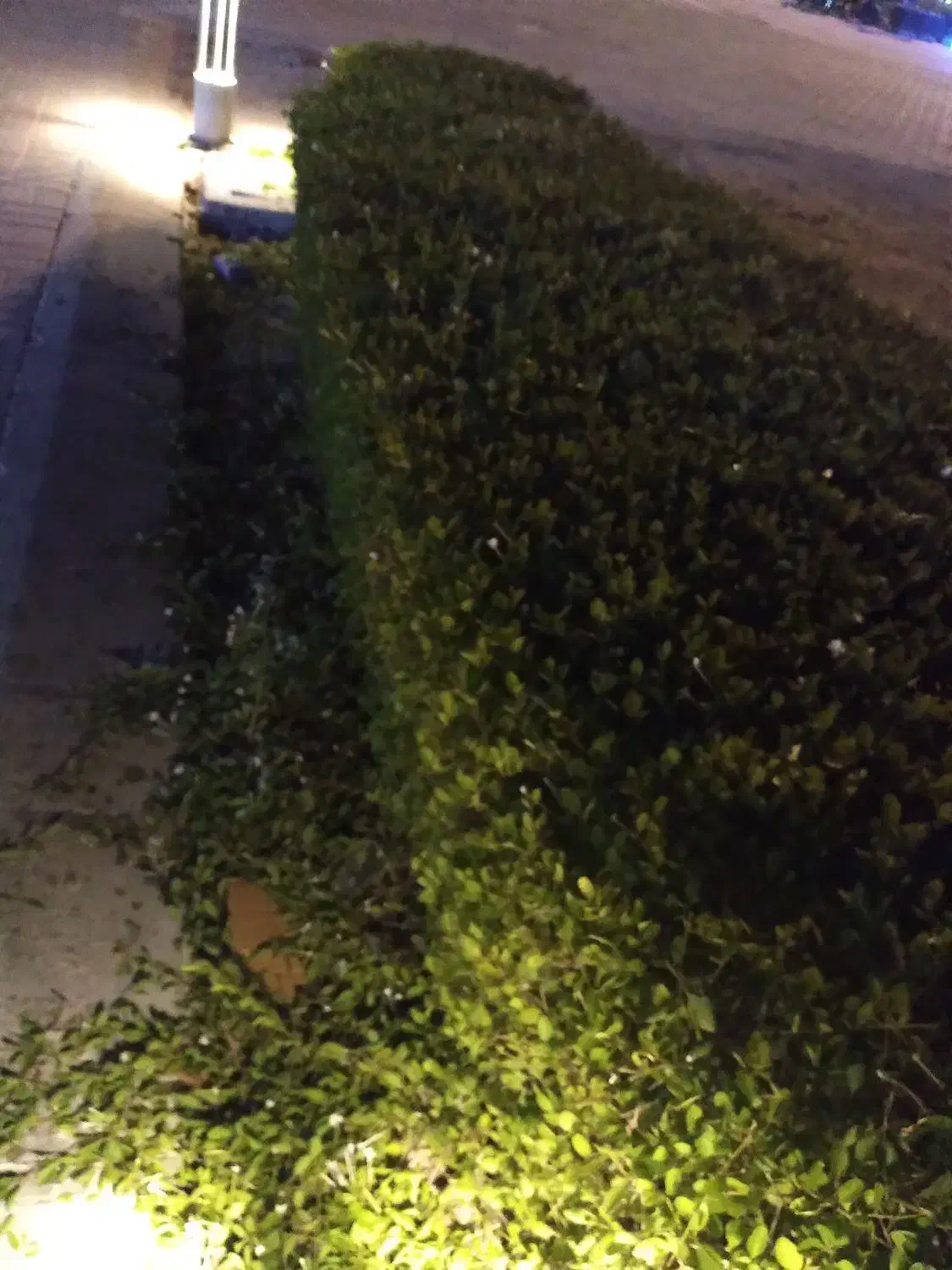 جویای کار ساعتی و نظافتچی در روزهای یکشنبه هفته|خدمات باغبانی و درختکاری|کیش, |دیوار