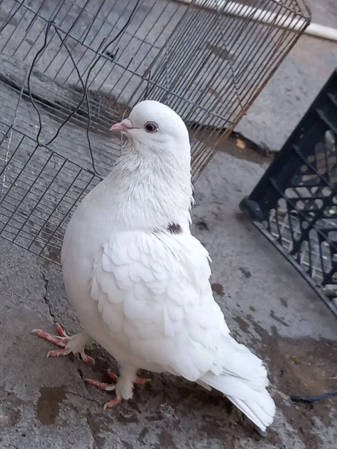 کبوتر|پرنده|جیرفت, |دیوار