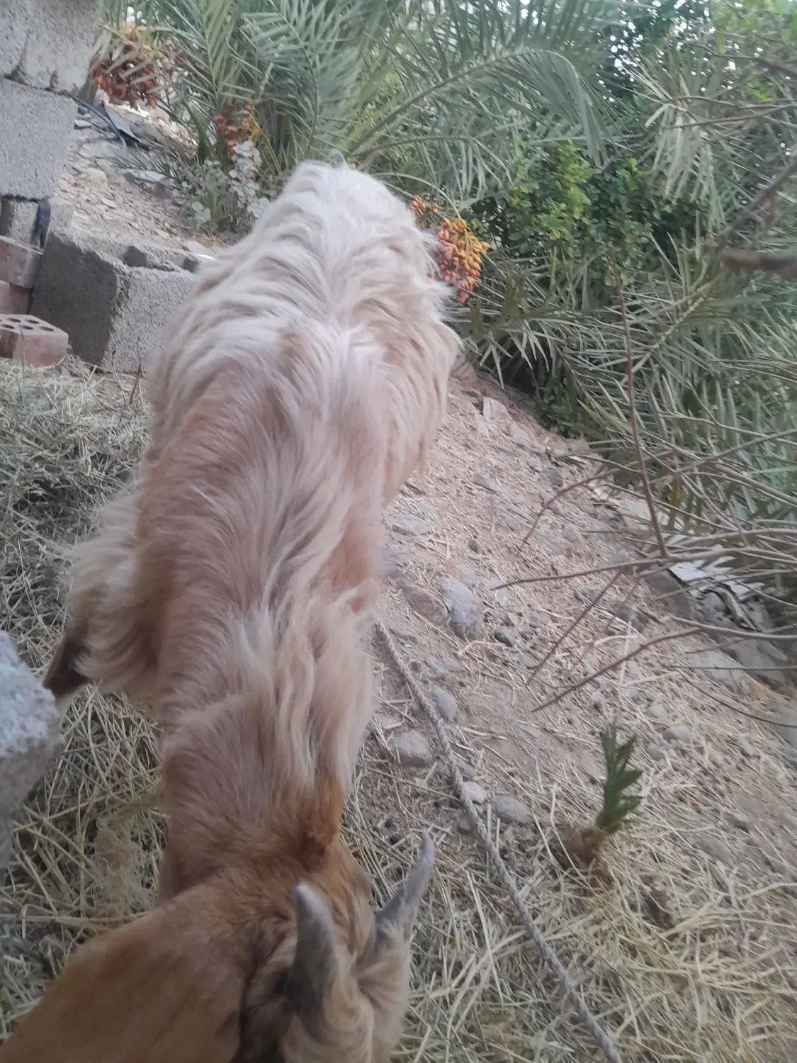 کهره‌نر‌|حیوانات مزرعه|فاریاب, |دیوار