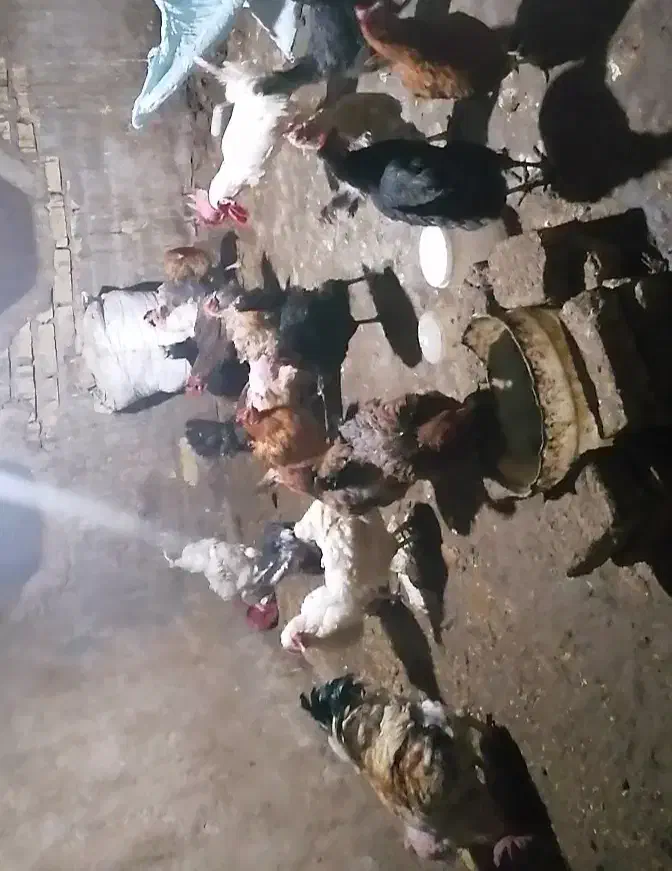 مرغ تخم گذار|حیوانات مزرعه|یزد, |دیوار