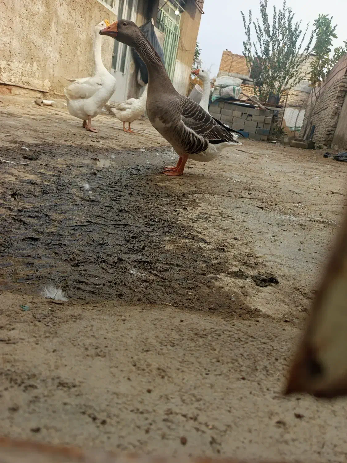 قوغاز نر وغاز ماده وجه غاز پنج ماه|حیوانات مزرعه|نگین شهر, |دیوار