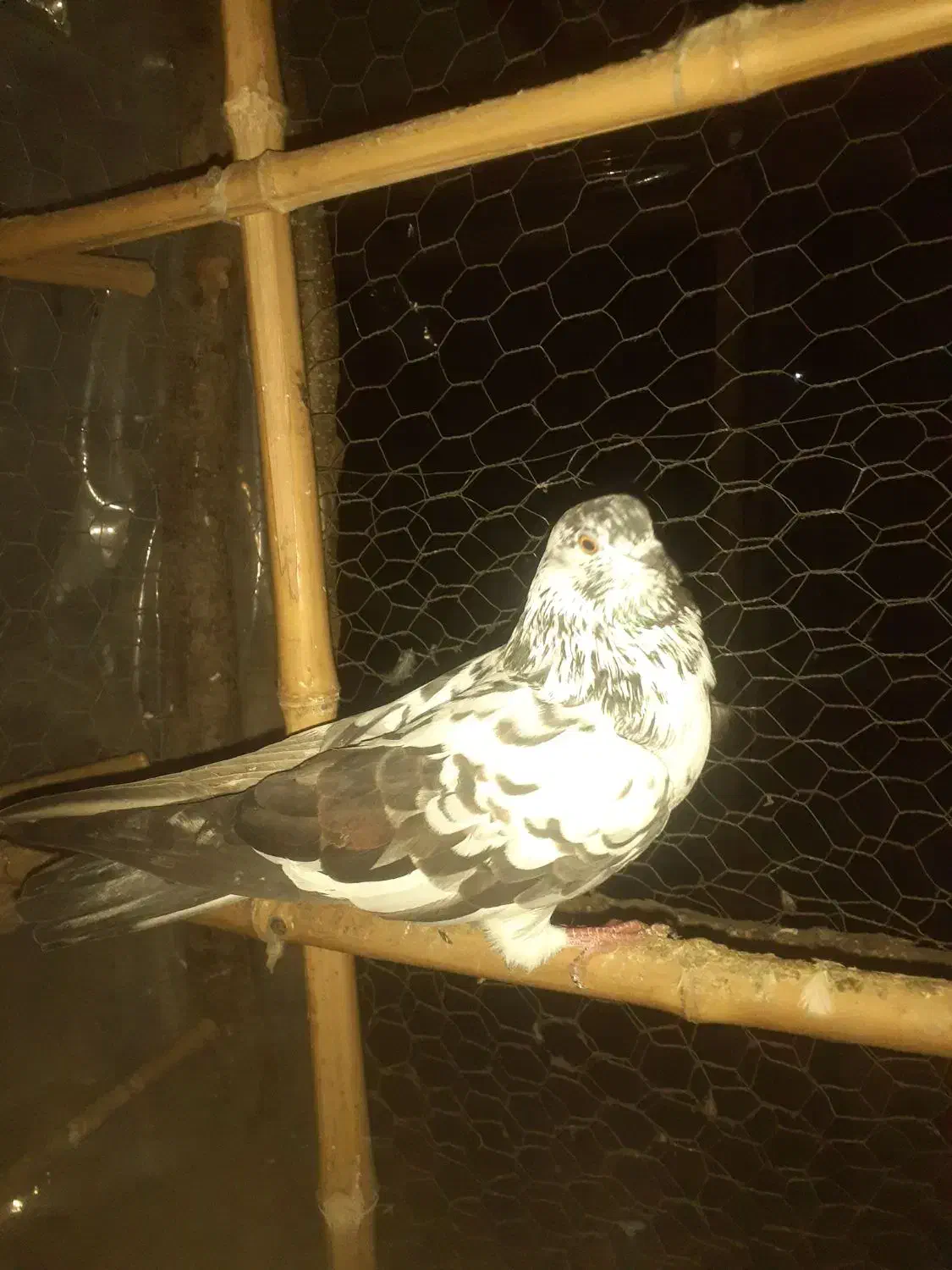 ۷عدد کفتر خوب نر و ماده|پرنده|رشت, یخسازی|دیوار