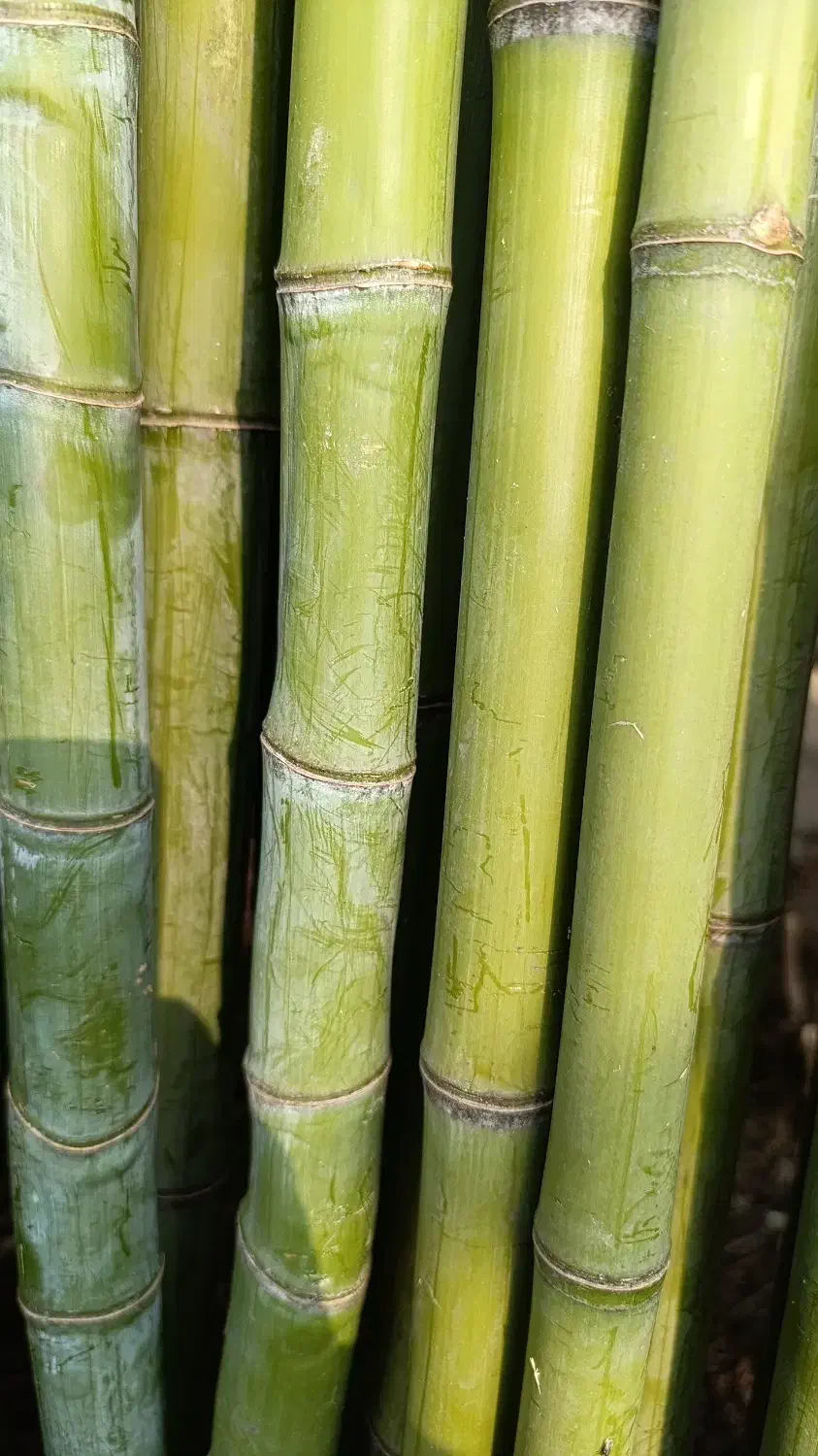 نی خیزران و لوله بامبو|خدمات باغبانی و درختکاری|فومن, |دیوار