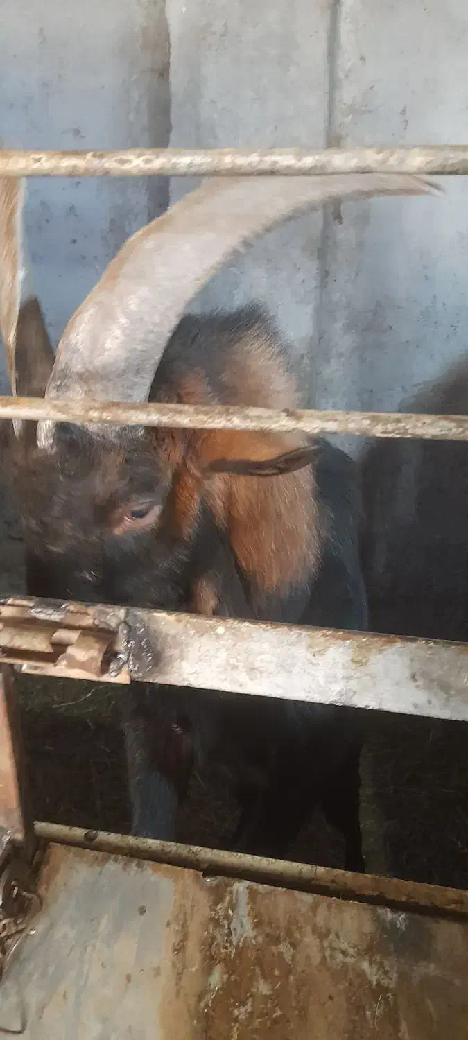 نر بز آلپایین|حیوانات مزرعه|مشگین شهر, |دیوار