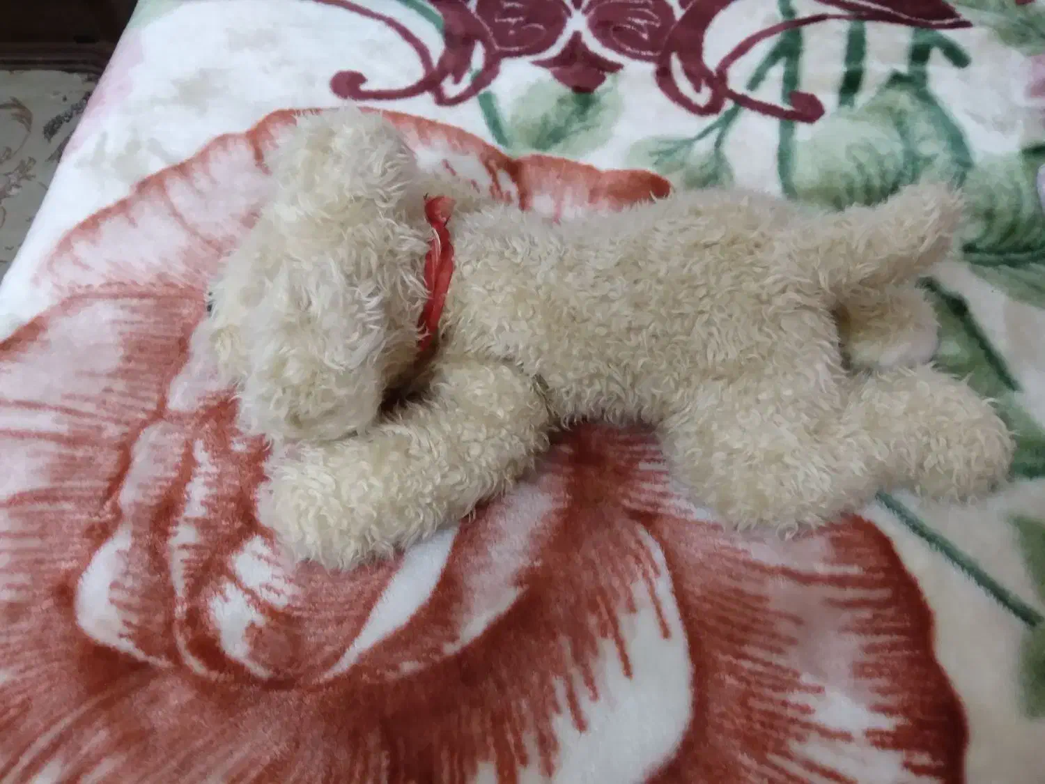 عروسک سگ|اسباببازی بچه|ساری, |دیوار