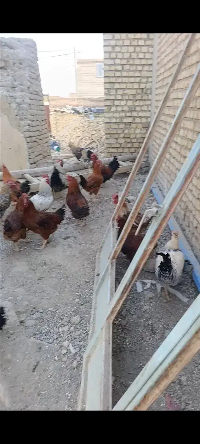 فروش تعدادی خروس قیمت توافقی|پرنده|رودشت (اصفهان), |دیوار