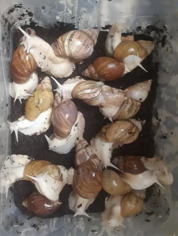 ۱۵ عدد حلزون|خزنده|اصفهان, برازنده|دیوار