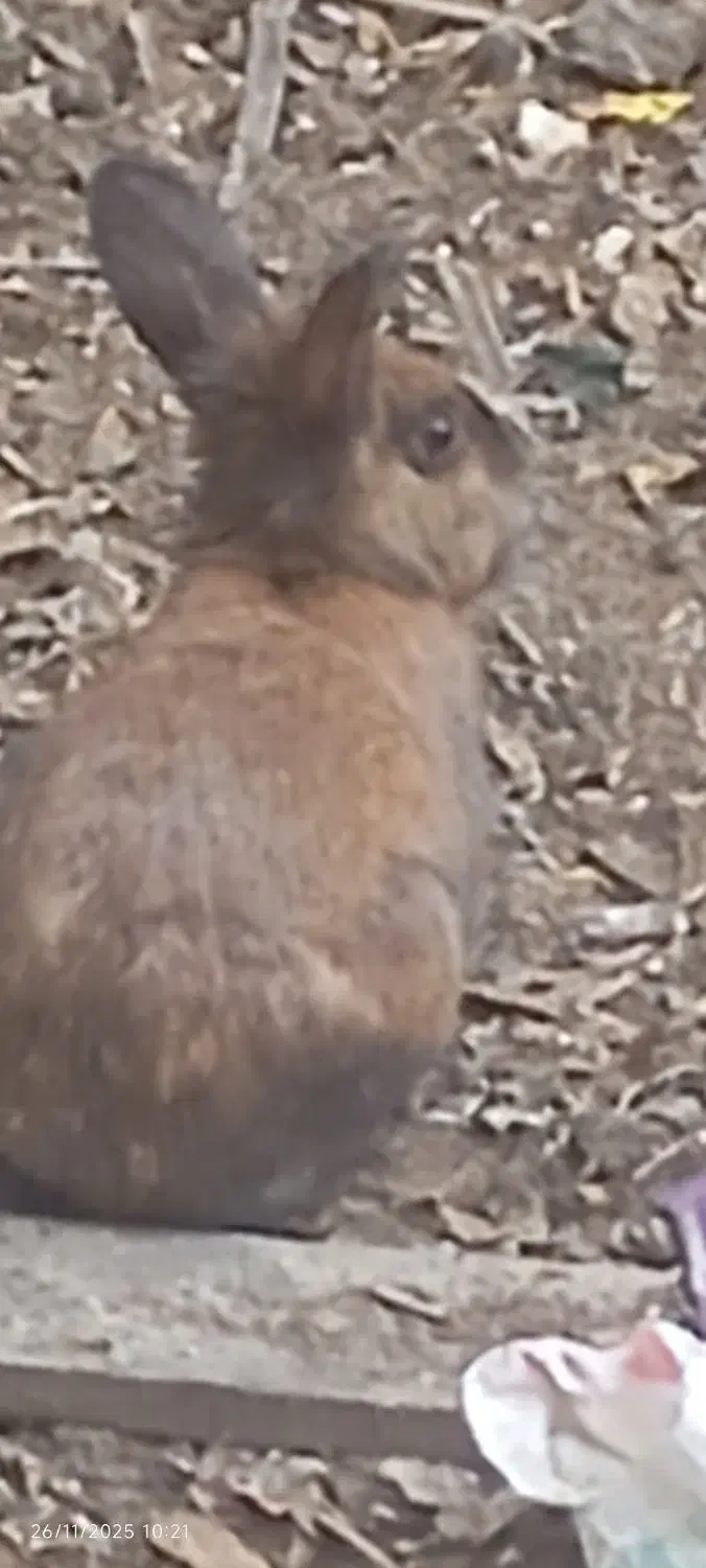 خرگوش باهوش|موش و خرگوش|مینودشت, |دیوار